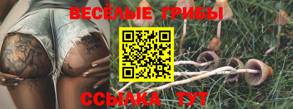 Сунжа  Псилоцибиновые грибы ЛСД  Вход с VPN  Псилоцибиновые грибы Psilocybine cubensis 
